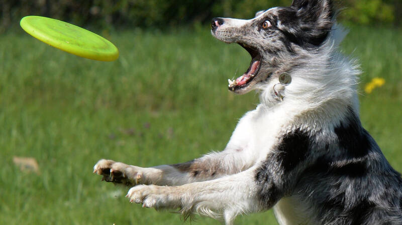Кинолог рассказал, как защитить собаку от ультрафиолета