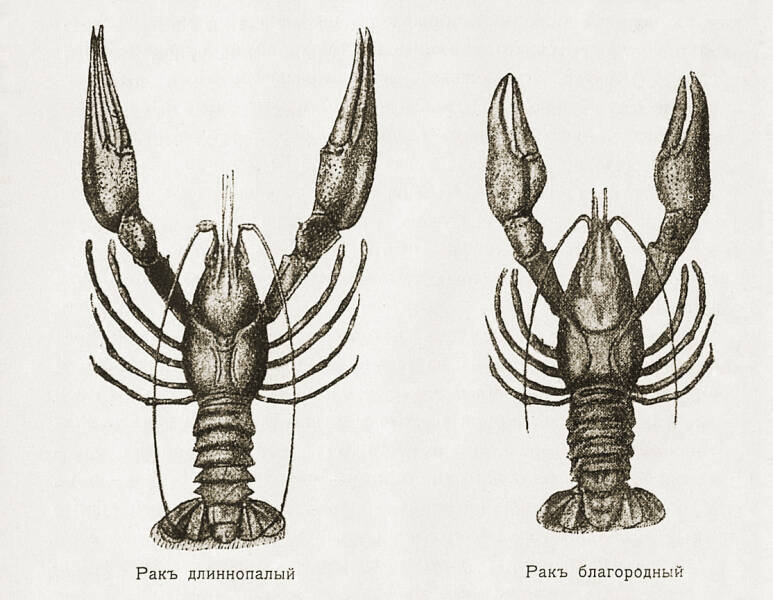 &laquo;Едим каких-то инфузорий&raquo;