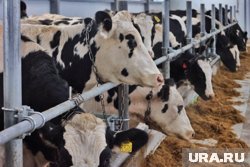 В Пермском крае за 35 млн рублей продают ферму с дойным стадом коров