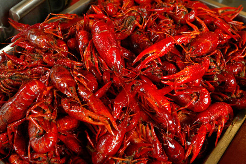 &laquo;Едим каких-то инфузорий&raquo;