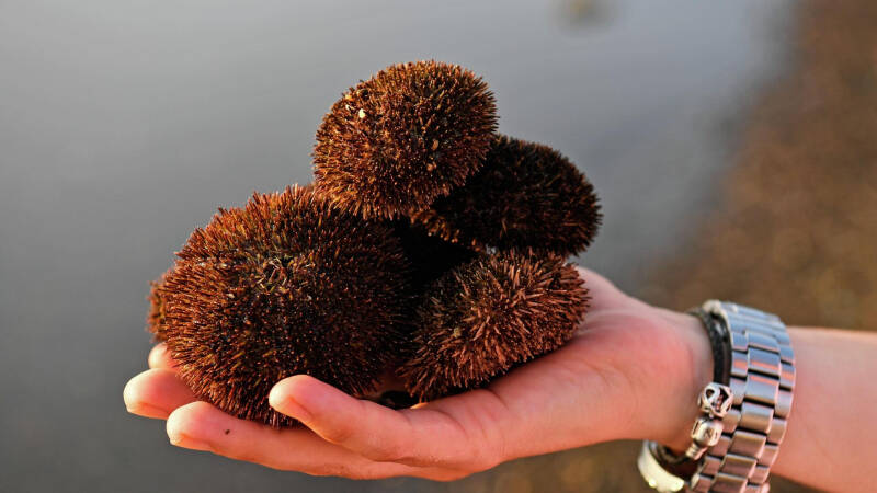 Россия сократила импорт турецких апельсинов в 14 раз