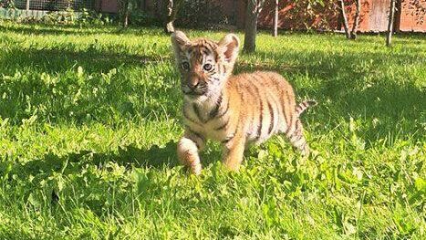 Изъятого в Москве тигренка назвали Шерханом