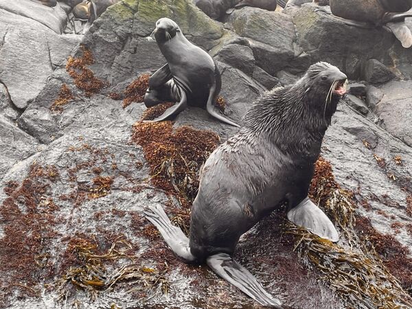 Чудеса на краю света. Зачем туристы едут на Курилы