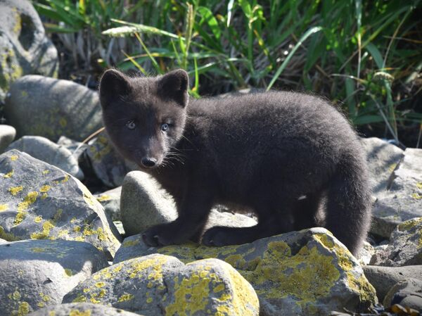 Чудеса на краю света. Зачем туристы едут на Курилы